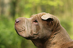 Shar Pei Portrait