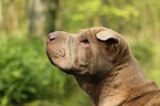 Shar Pei Portrait