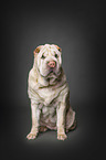 sitting Shar Pei