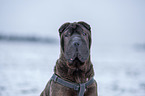 Shar Pei Portrait