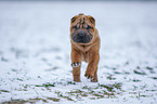 young Shar Pei in the snow