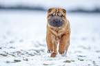 young Shar Pei in the snow