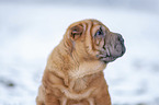 young Shar Pei in the snow