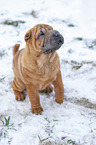 young Shar Pei in the snow