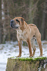 standing Shar Pei