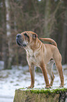 standing Shar Pei