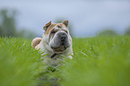 lying Shar Pei