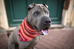 sitting shar pei