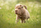 standing Shar Pei Puppy