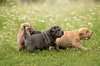 running Shar Pei Puppies