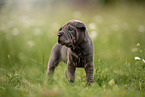 standing Shar Pei Puppy