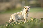 young Shar Pei