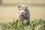 Shar Pei Puppy