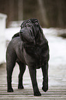 Shar Pei