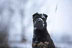 Shar Pei in the winter