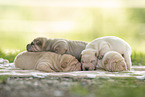 Shar Pei Puppies