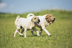 Shar Peis