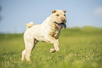 Shar Pei