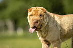 Shar Pei