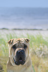 Shar Pei