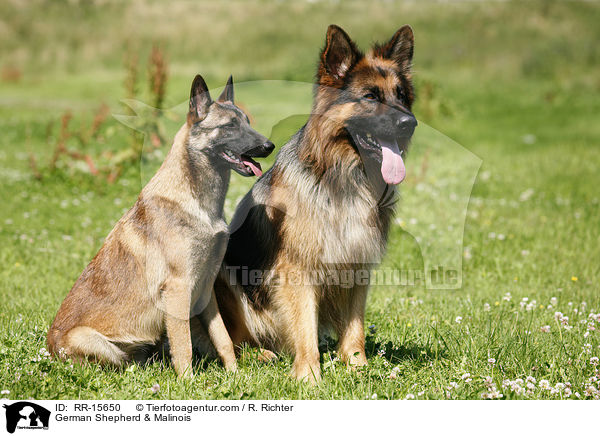 German Shepherd & Malinois / RR-15650