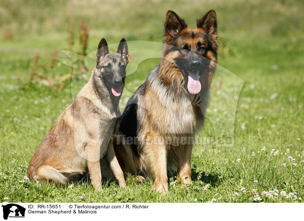German Shepherd & Malinois / RR-15651