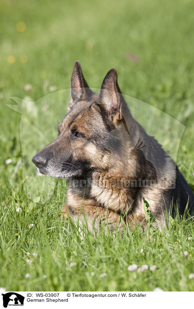 German Shepherd / WS-03907