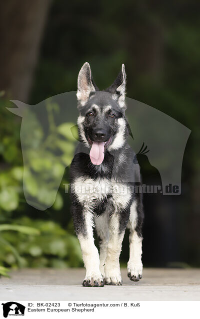 Osteuropischer Schferhund / Eastern European Shepherd / BK-02423