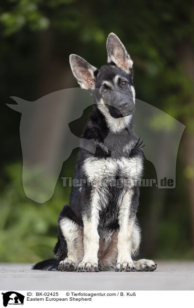 Osteuropischer Schferhund / Eastern European Shepherd / BK-02425