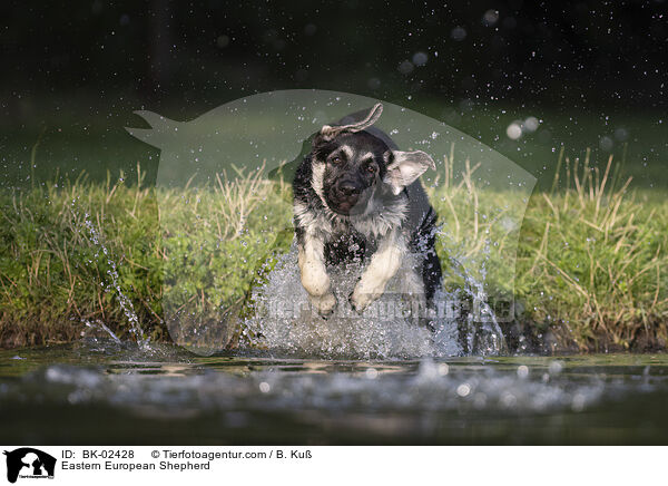 Osteuropischer Schferhund / Eastern European Shepherd / BK-02428