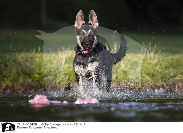 Osteuropischer Schferhund / Eastern European Shepherd / BK-02429