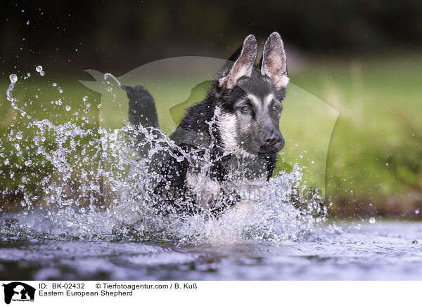 Osteuropischer Schferhund / Eastern European Shepherd / BK-02432