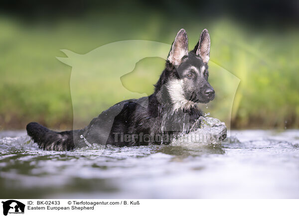 Osteuropischer Schferhund / Eastern European Shepherd / BK-02433