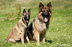 German Shepherd & Malinois