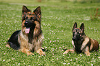 German Shepherd & Malinois