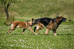 German Shepherd & Malinois