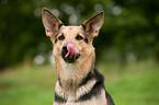 Shepherd Portrait