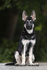 Eastern European Shepherd