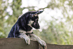 Eastern European Shepherd