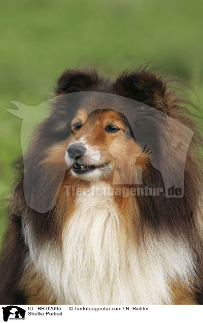 Sheltie Portrait / Sheltie Portrait / RR-02695