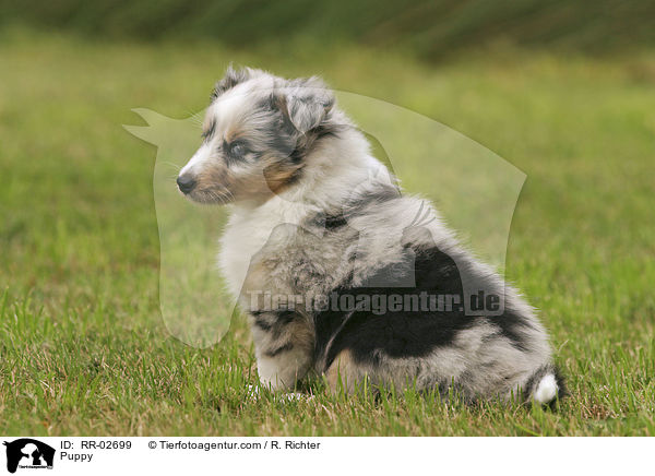 Sheltie Welpe / Puppy / RR-02699