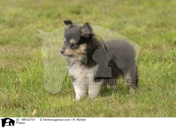 Sheltie Welpe / Puppy / RR-02701