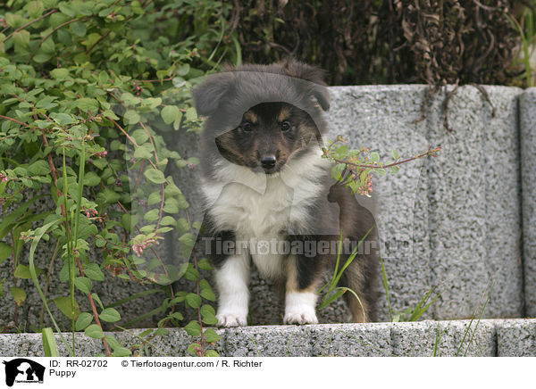 Sheltie Welpe / Puppy / RR-02702