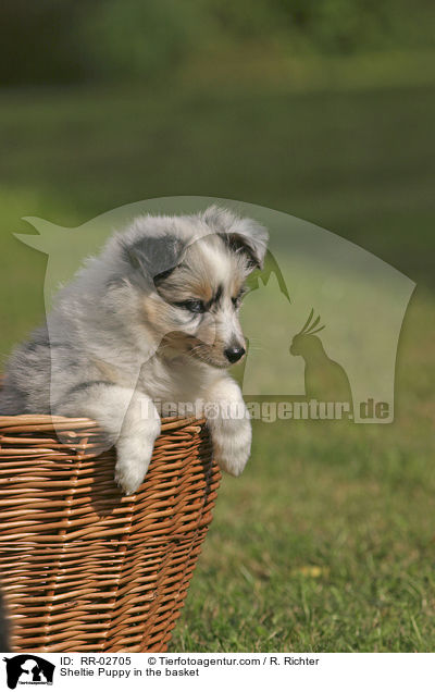 Sheltie Welpe im Krbchen / Sheltie Puppy in the basket / RR-02705