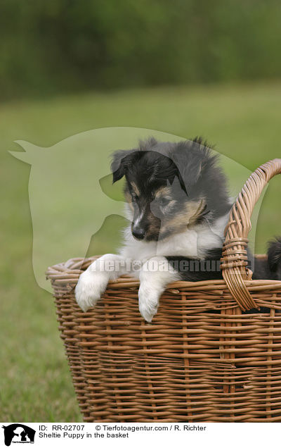 Sheltie Welpe im Krbchen / Sheltie Puppy in the basket / RR-02707