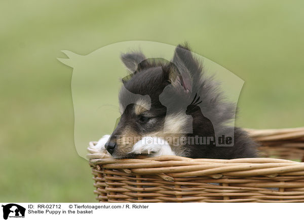 Sheltie Welpe im Krbchen / Sheltie Puppy in the basket / RR-02712