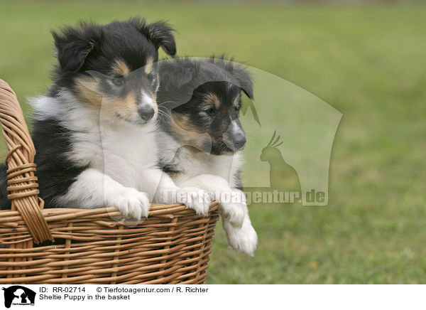 Sheltie Welpe im Krbchen / Sheltie Puppy in the basket / RR-02714