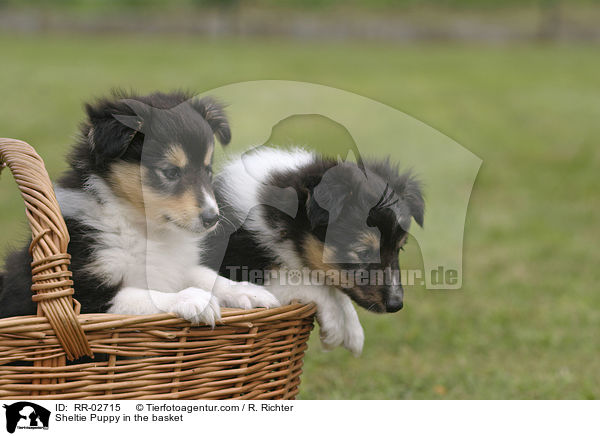 Sheltie Welpe im Krbchen / Sheltie Puppy in the basket / RR-02715