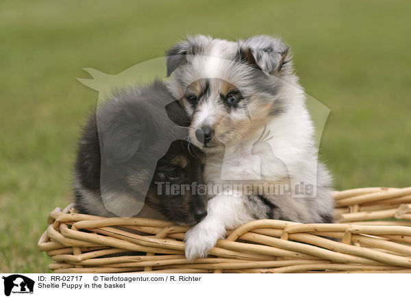 Sheltie Welpe im Krbchen / Sheltie Puppy in the basket / RR-02717