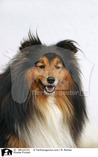 Sheltie Portrait / Sheltie Portrait / RR-02723